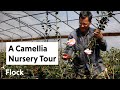 Camellia nursery tour ep 243