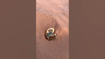 كيف تقوم العقرب بحفر جحرها لكي تختبئ سبحان الله 