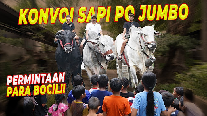 PARA BOCIL KEMBALI..!! MINTA GW KELUARIN SAPI SAPI JUMBO !!