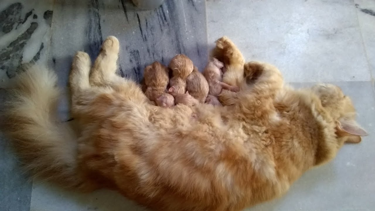 #pregnantcat #catgivebirth #catgivefirsttimekittens Pregnant cat birth