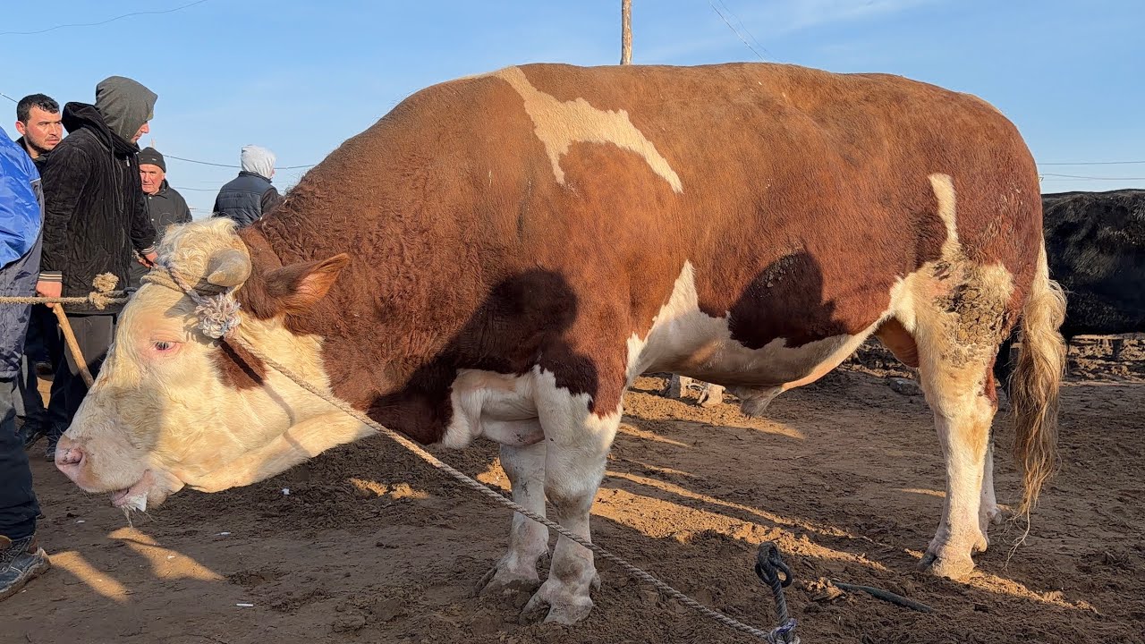 ГИГАНТ БУКА 110 МИЛЛИОН СЎМ УРГАНЧ МОЛ БОЗОРИ 1-МАРТ ЯНГИ НАРХЛАР !!! ХОРАЗМ БОЗОР