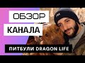 Питбули Dragon life - Обзор канала