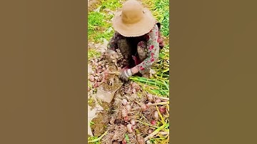 the process of cutting the roots of harvested onions using a unique tool #shorts