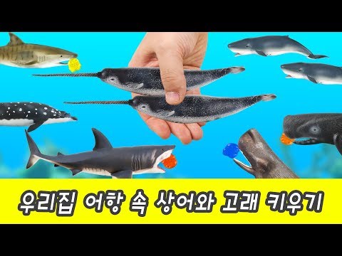Let&rsquo;s raise sharks & whales! animals animation for kids, animal namesㅣCoCosToy