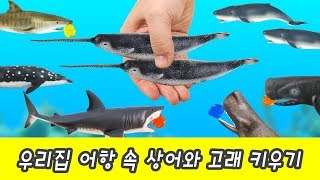 한국어ㅣ우리집 어항 속 상어와 고래 키우기! 어린이 동물 만화, 해양동물 이름 외우기ㅣ꼬꼬스토이