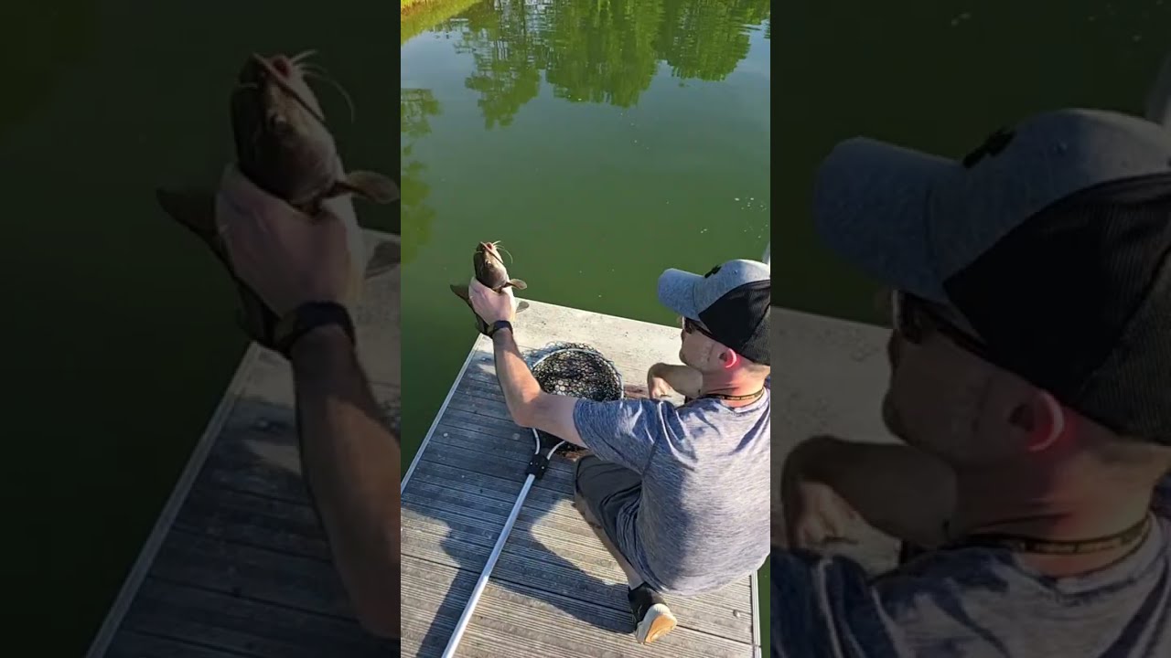Catching Pond Fish #fishing #pond #shorts