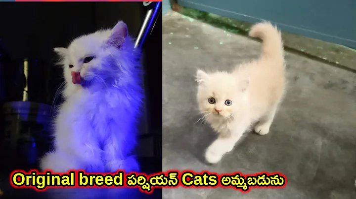 Video 3550981: persian cat pets, quality persian cat, dog persiancat