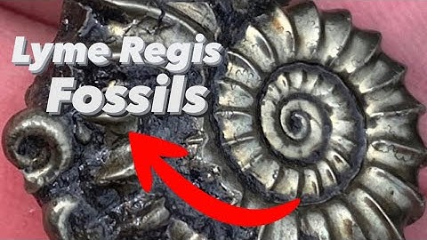 Professionele fossielenjager laat je zien hoe je fossielen vindt! #fossielenjacht #ammoniet #foss...