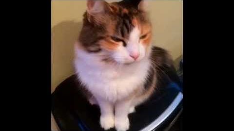 Talk to Your Cat with Conversational Catonese: Lesson 3