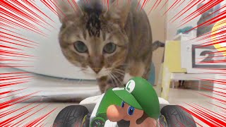 和貓主子玩Mario Kart Live！Kanga對決？！ (Vlog)(中文字幕) - Switch Mario Kart Live Home Circuit 瑪利歐賽車實況