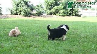Happy Mini Bernedoodle Puppies