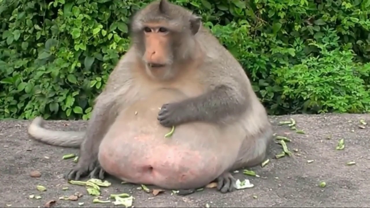 Fattest Animals 2020 YouTube fattest-animals-2020-youtube