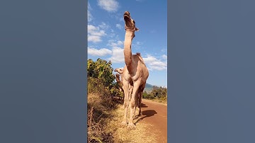 Camel in Tanzania, Africa!