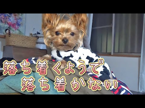 【ヨークシャテリア】不安定な場所だけど居たいヨークシャテリア【Yorkshire Terrier】