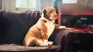 This Dogs Reaction To His Crush Will Melt Your Heart