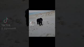 Play video: Brody the Ship Dog