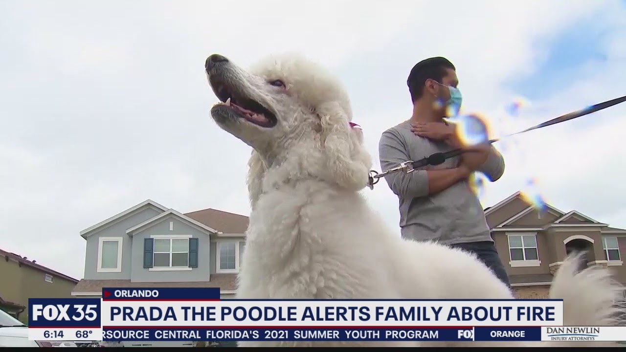 Prada the Poodle alerts family of house fire - YouTube