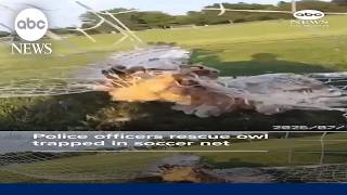 Ohio police rescue owl trapped in soccer net