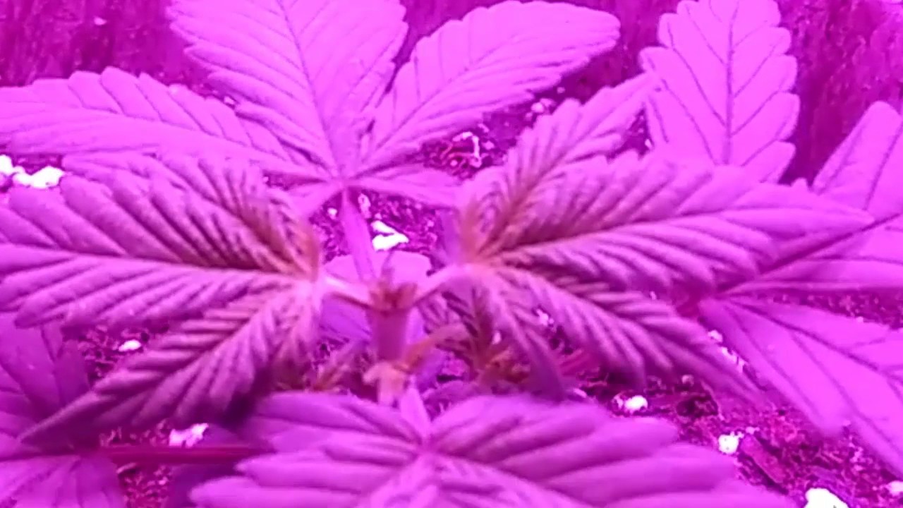 Does Topping an Autoflower Work? An Autoflower Topping ExperimentDay 1