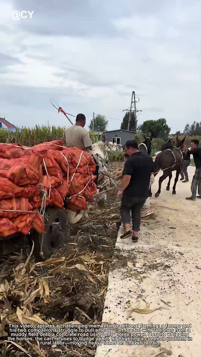 Amazing Horse Power! Farmers Struggle to Pull Heavy Radish Cart Up Hill – Traditional Farming Tricks