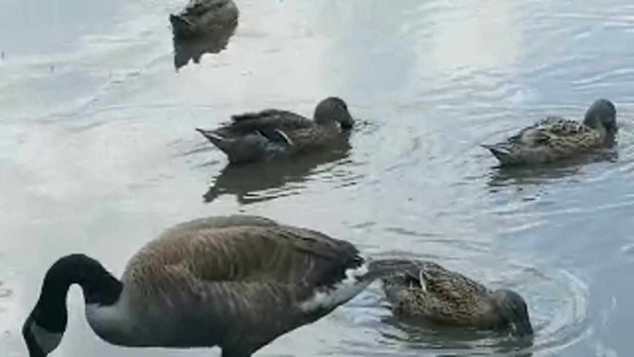 IRL Skimask Mafia Feeds The Ducks in NJ & IP2 Stream Sniper Drops Care Package🐸july 22, 2022