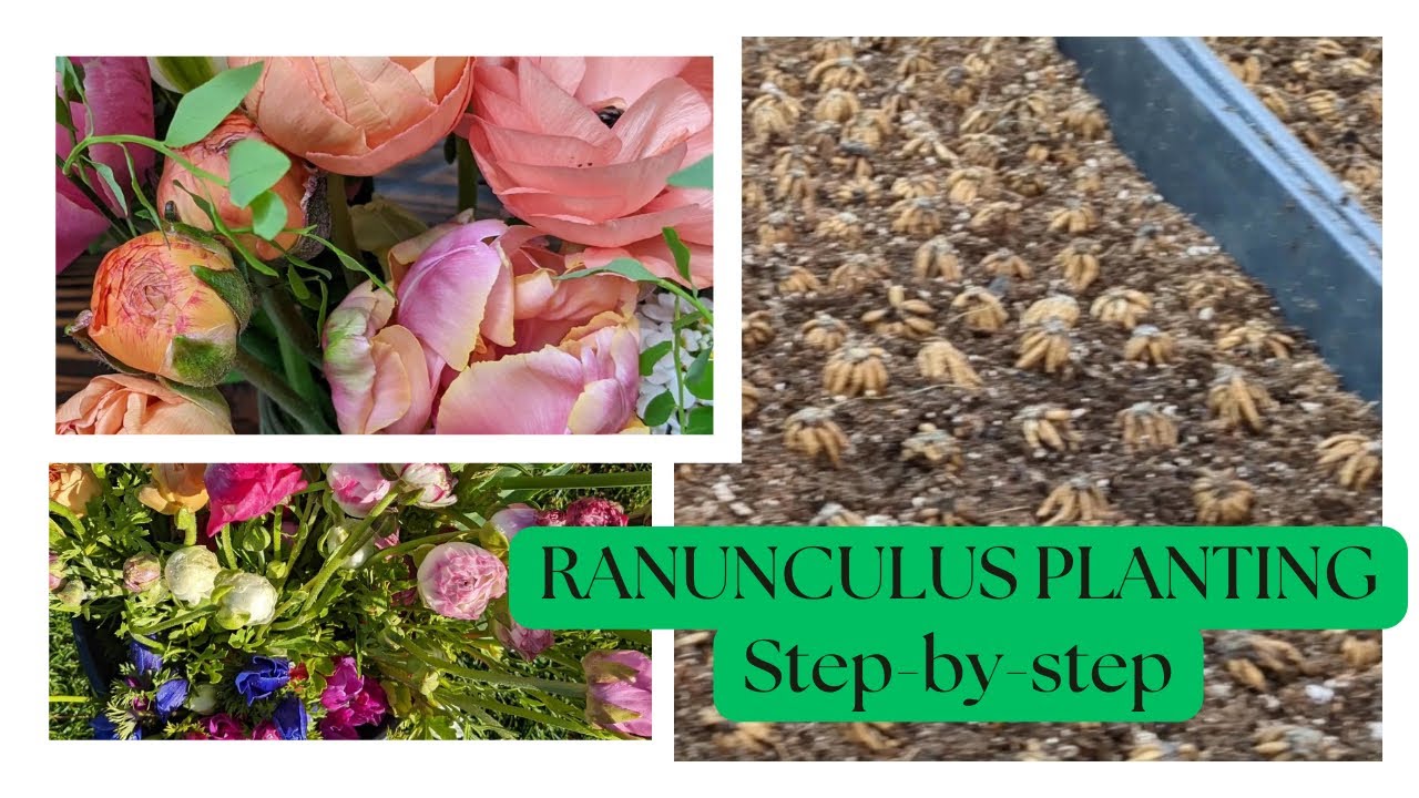 How to presprout and plant ranunculus in two successions. PNW zone 8b ...