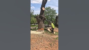 CUTTING 38” with 20” my way! #satisfying #new #nature #chainsaw #stihl #maple #tree #treework