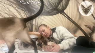 Cat omen: the owner is on bed - there will be tenderness 💖😍💖 cats and owner | oriental cats 💖 by Clan of Lumier 727 views 3 weeks ago 1 minute, 8 seconds