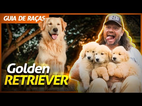 Vídeo: Top 10 melhores raças de cães militares