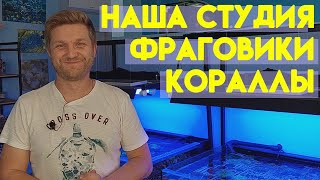 мягкие кораллы в морском аквариуме | морской аквариум для начинающих | морской аквариум