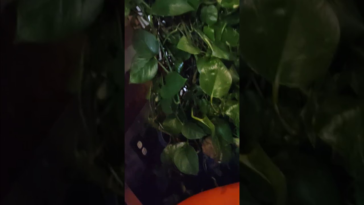 SIRDY I CALL YOUR NAME #