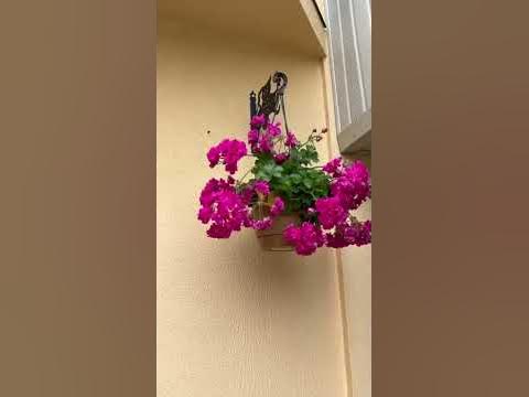 Пеларгония ИРИДА ЗА Роскошь. 👉 Каталог в инстаграм. Переходи 👉 ...