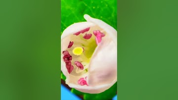 Relaxing Music Blooming Beautiful Flowers for Stress Relief #shorts #flowers #nature #peacefulmusic