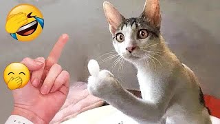 So Funny! Funniest Cats and Dogs  Funny Animal Videos #17