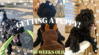 BRINGING OUR SECOND PUPPY HOME! 💛 Meet our 10 week old Standard Poodle 🐶 first day!!
