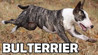 Bulterier - Historia, Charakter, Aktywność I Choroby - Rasy Psów