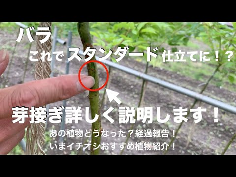 【必見！】バラ「スタンダード仕立て」大ボリュームで徹底解説！いまイチオシ植物も！