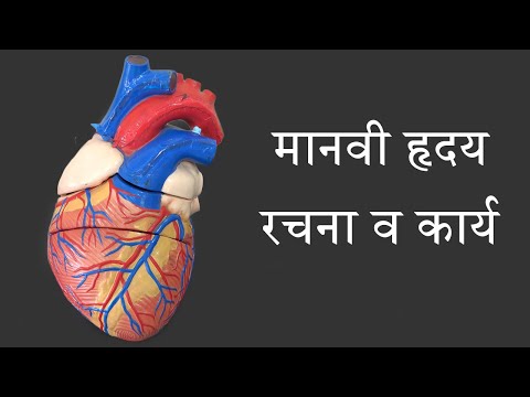 मानवी हृदय - रचना व कार्य | Human Heart structure and function | How human heart works (Marathi)