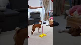 basenji backwards spin