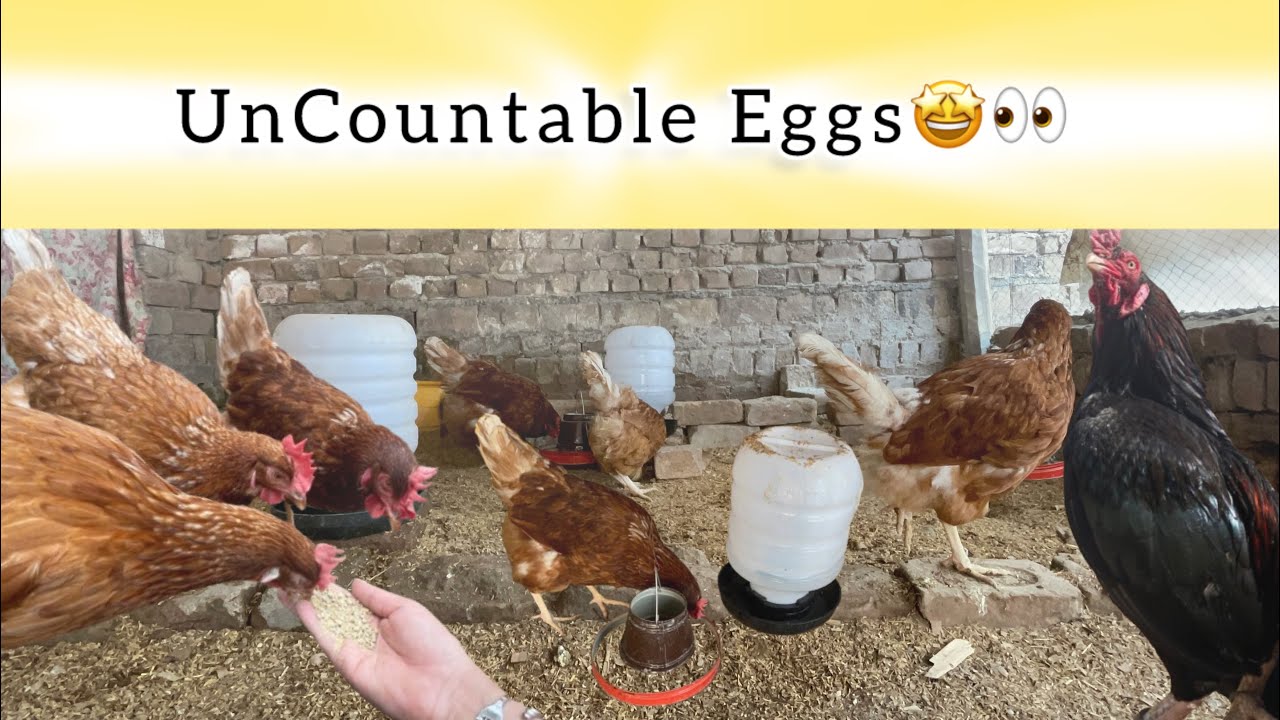 How many egss on daily base 🤩/ How its possible ?  @PetHouse786 @shehrmaindihat @afridipethouse 