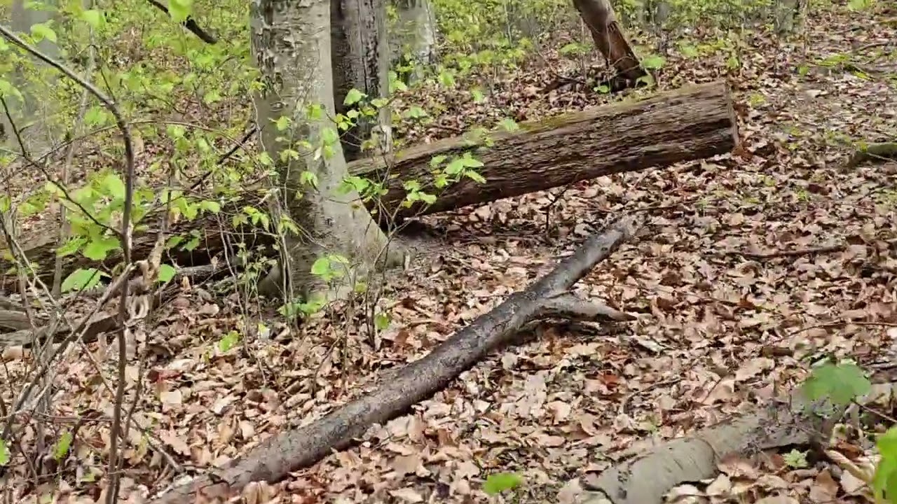 Munții Mehedinți, prin sălbăticie, spre Vârful Mlăcile