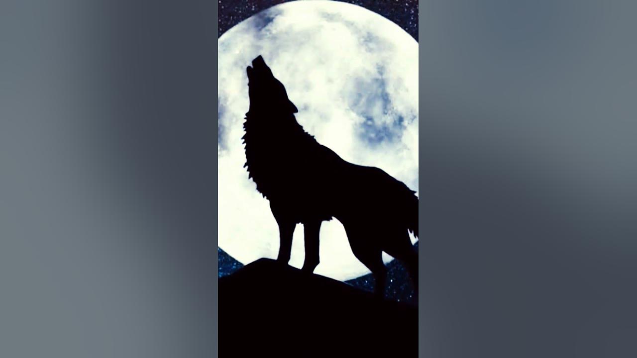 Wolf Howling Sound🐺 Wolf Howling Sound🐺