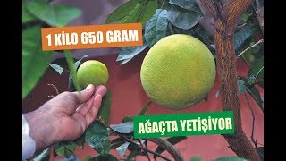 Şadok, Görenleri Şaşırtıyor