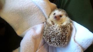 Hedgehog Rolling Over