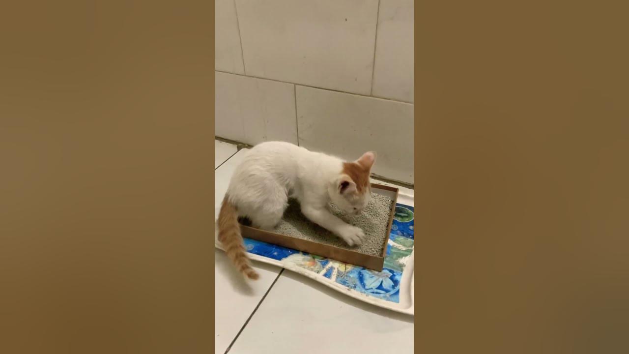 Tiny Kitten learning to use litter 🐈💩#kitten #kittens #cats #kittenlife