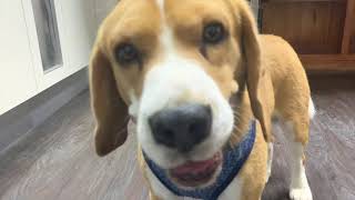 Meet Nash, the Therapy Dog!