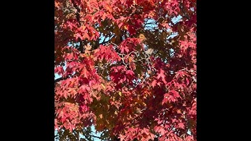 Beautiful Maple Tree 🍁 | Amazing Autumn Colors | Nature Short Video