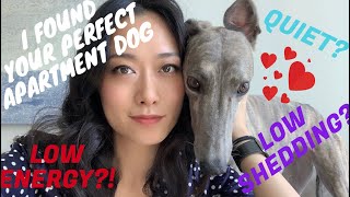 BEST APARTMENT DOGS: Greyhounds as pets?!