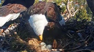 Wildlife Fans Fear for Bald Eagle Eggs