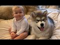 Un Adorable Chiot Et Son Bébé Jouent Ensemble Trop Mignons mp3